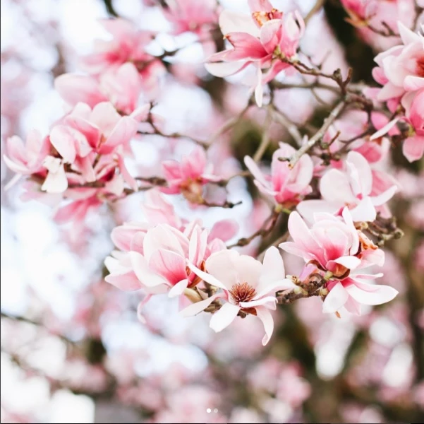 7 Instagram λογαριασμοί που πρέπει να ακολουθήσεις αν αγαπάς τα φυτά