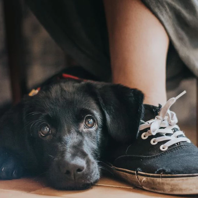 Aυτές είναι οι καλύτερες φωτογραφίες σκύλων του Kennel Club 2017