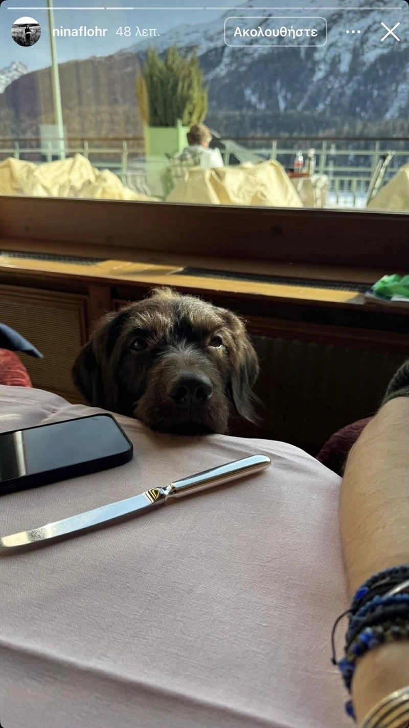 σκυλος ντε γκρες