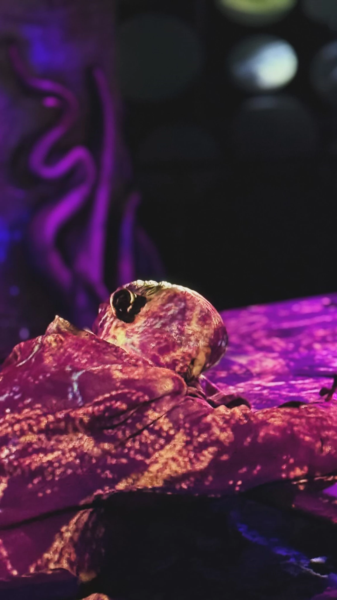 Γιώργος Γεροντιδάκης