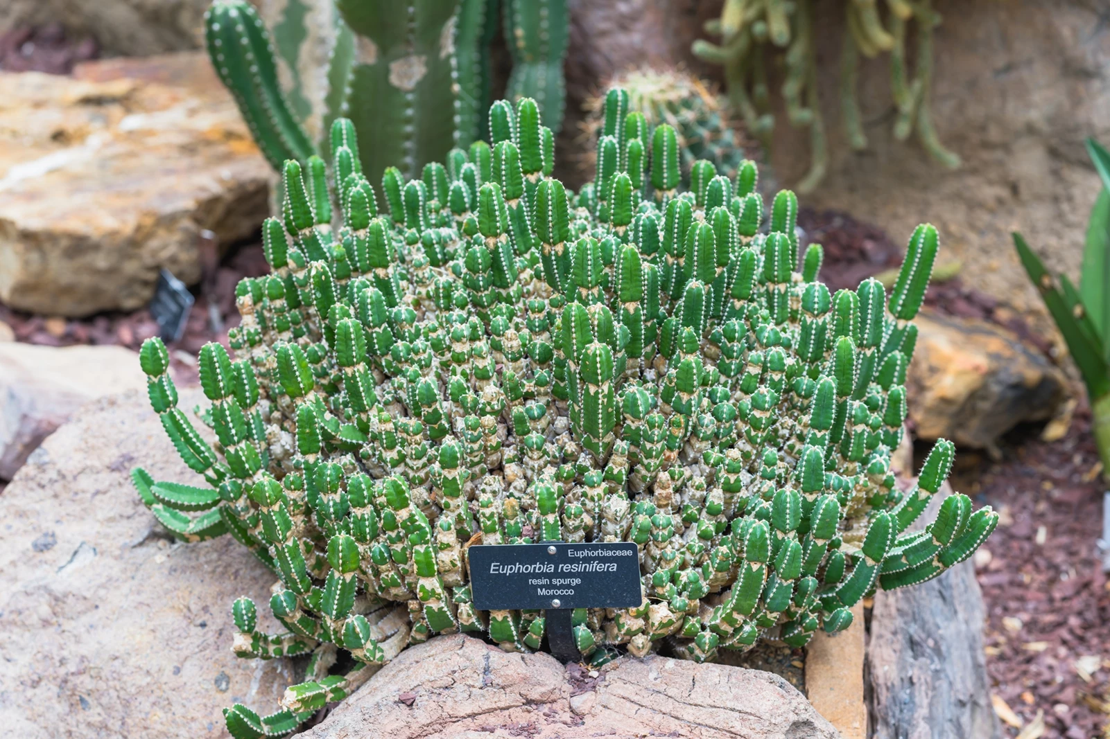 Ξέχνα τις πιπεριές τσίλι | Αυτό το φυτό είναι 1.000 φορές πιο καυτερό και επικίνδυνο