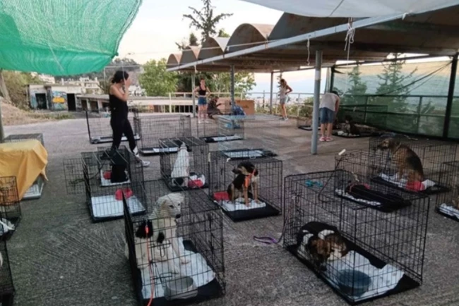 Αγώνας για να σωθούν τα πυρόπληκτα ζώα - 148 έφτασαν στο Γαλάτσι από Κερατέα, Καλύβια, Λαγονήσι
