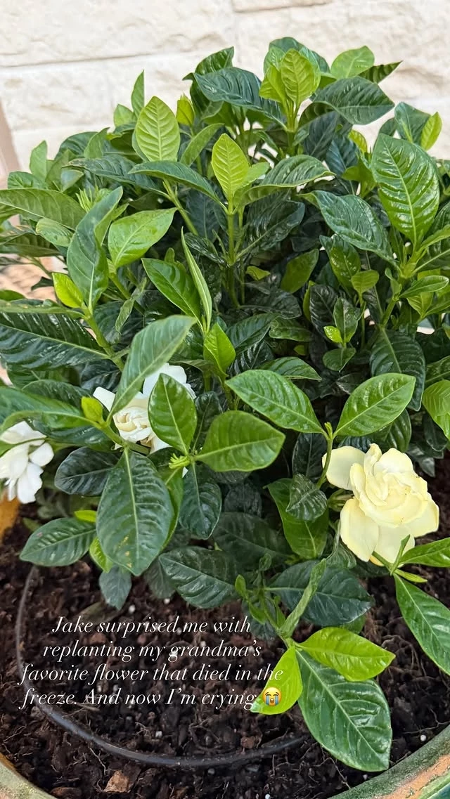 Συγκινημένη η Αμαλία Κωστοπούλου | Η τρυφερή έκπληξη από τον σύζυγό της, Jake Medwell