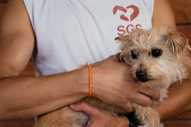 Το limited edition βραχιόλι της Griamond για τη στήριξη του Save A Greek Stray