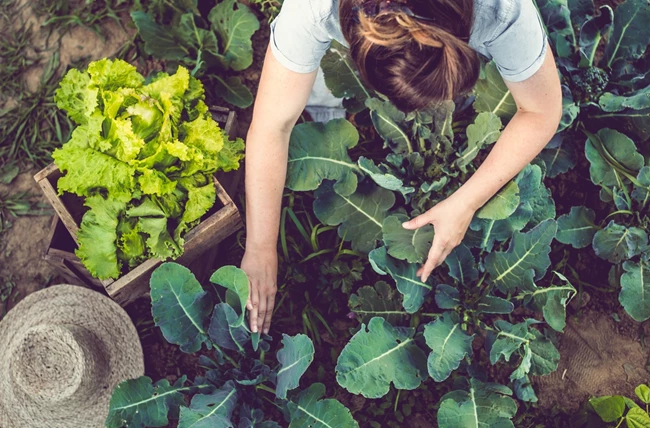 Ένας νέος "Κοινωνικός Βιολογικός Λαχανόκηπος" φέρνει την καλλιέργεια στην πόλη