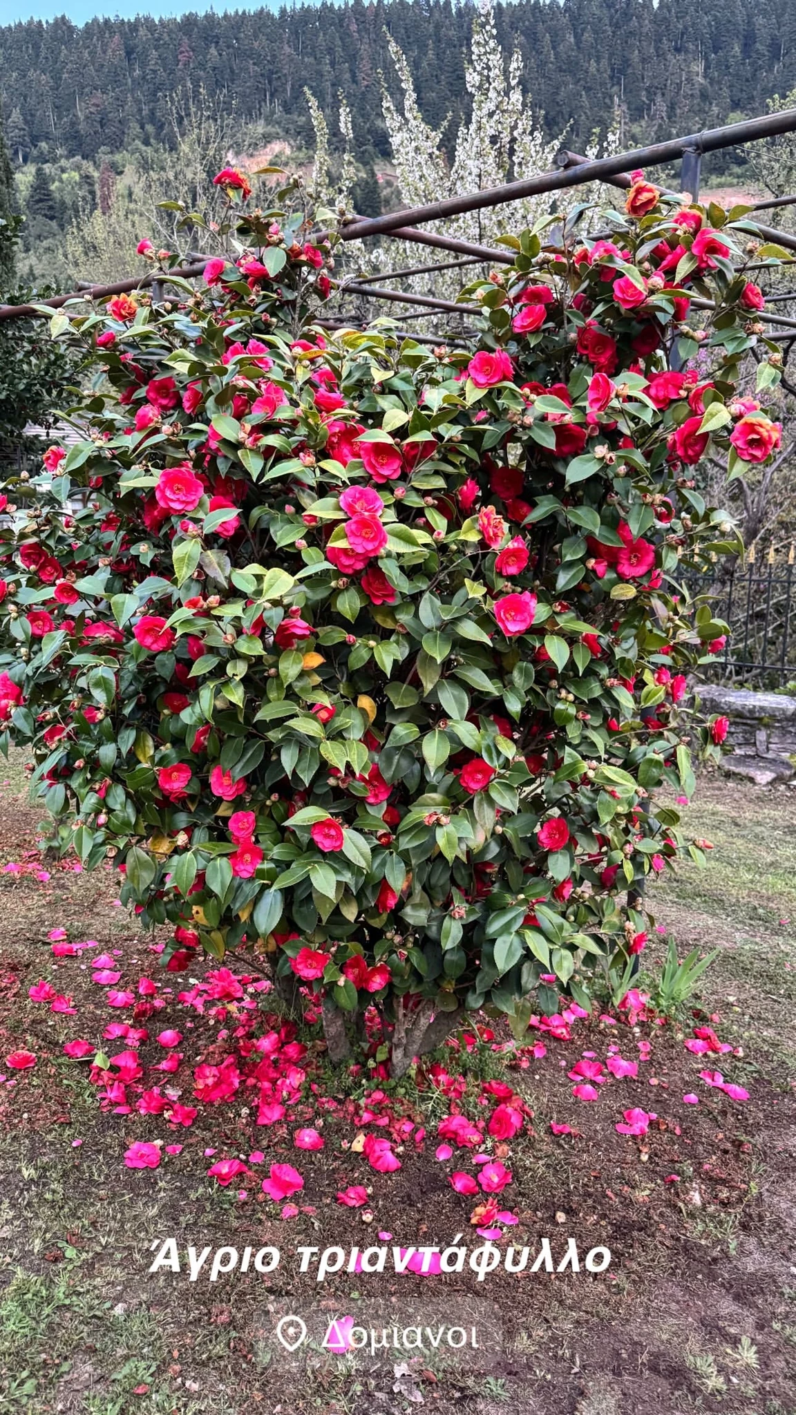 Κώστας Μπακογιάννης & Σία Κοσιώνη | Με τον γιο τους, Δήμο στους Γοργιανάδες Ευρυτανίας