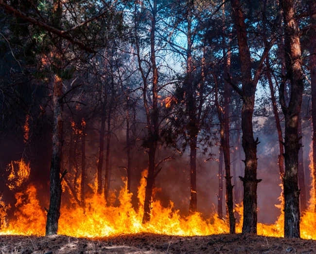 Τα δέντρα του πλανήτη κάνουν ό,τι μπορούν