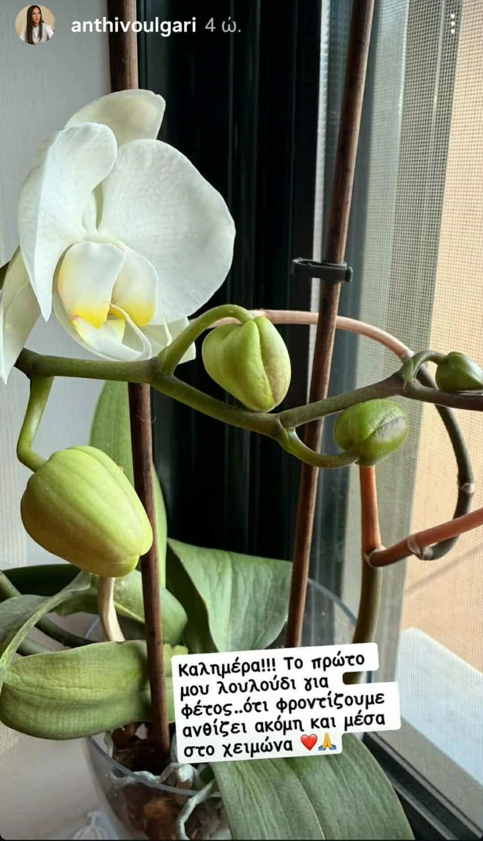 Ανθή Βούλγαρη