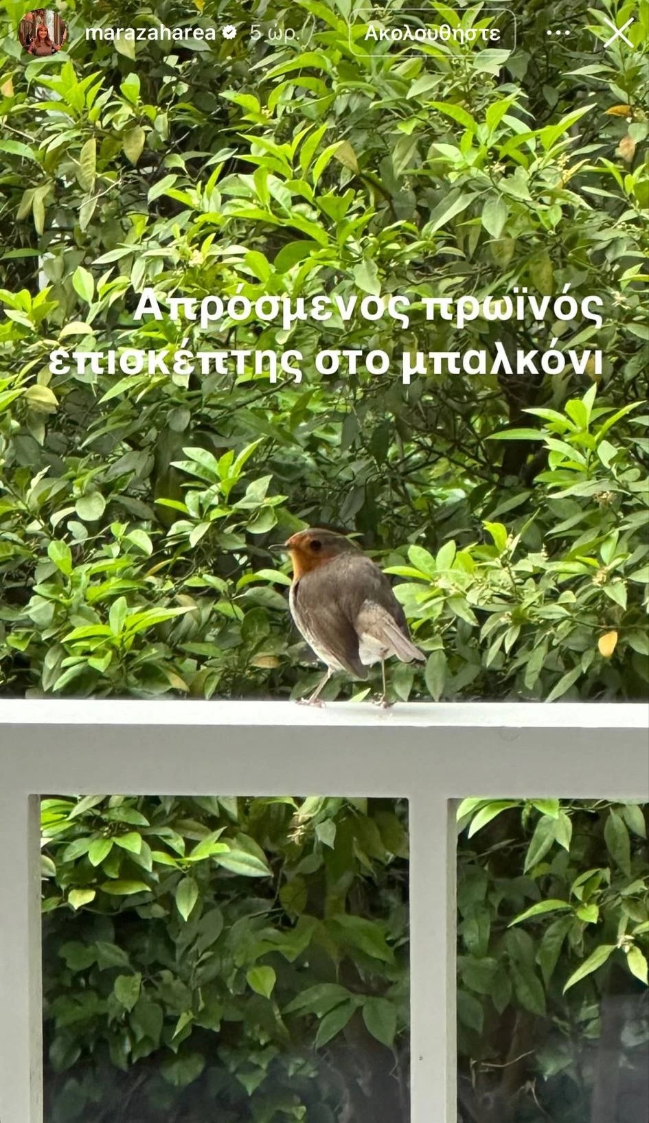 Μάρα Ζαχαρέα | Ο απρόσμενος επισκέπτης που της "έφτιαξε" τη μέρα