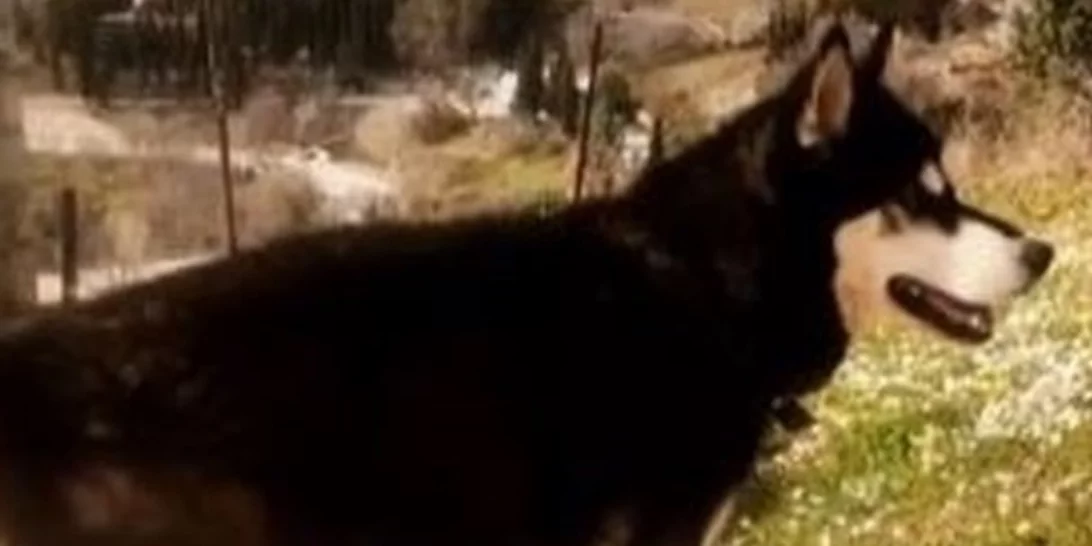 Νέος κύκλος καταθέσεων για τον 8χρονο Ολιβερ | Πού στρέφονται οι έρευνες για την κακοποίησή του