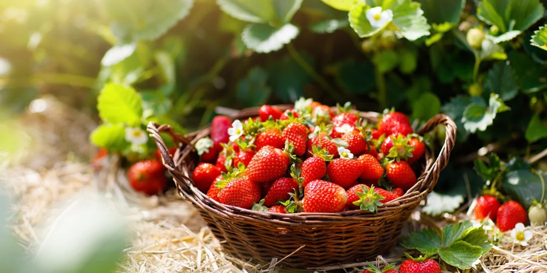 Το μυστικό για να ξεχωρίζεις τα φρέσκα φρούτα που είναι σε συσκευασία - Βίντεο