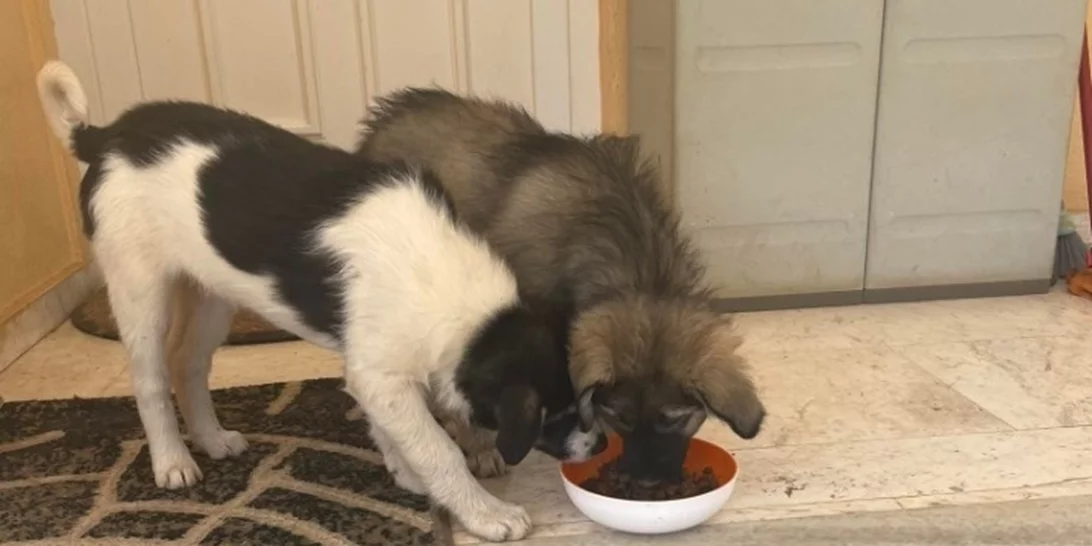 Συνέδριο για την προστασία των ζώων - Σύνδεση μεταξύ κακοποίησης ζώων και βίας κατά των ανθρώπων