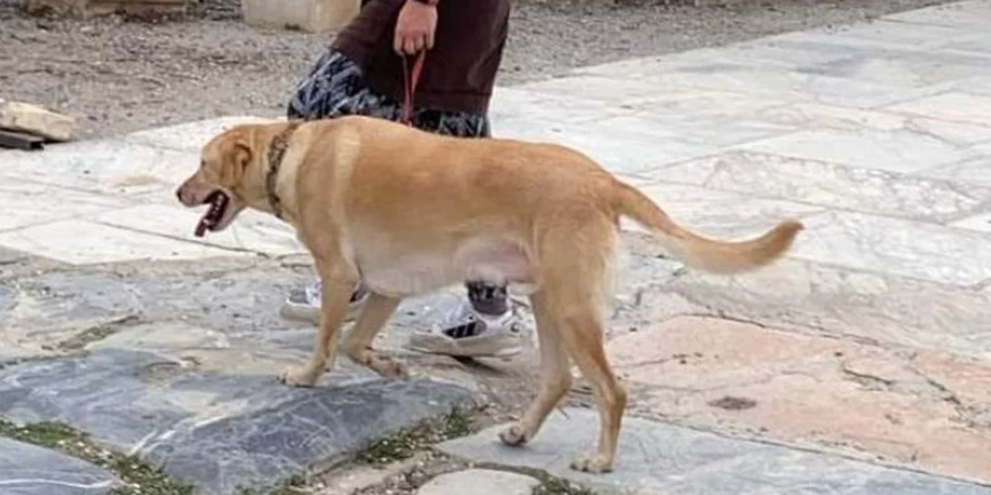 Μαριάνθη Δημοπούλου | Προ των πυλών δύο καινοτομίες για τα ζώα συντροφιάς