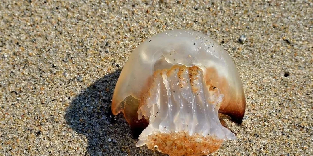 Τσιμπήματα στις διακοπές: Πώς να τα αντιμετωπίσεις