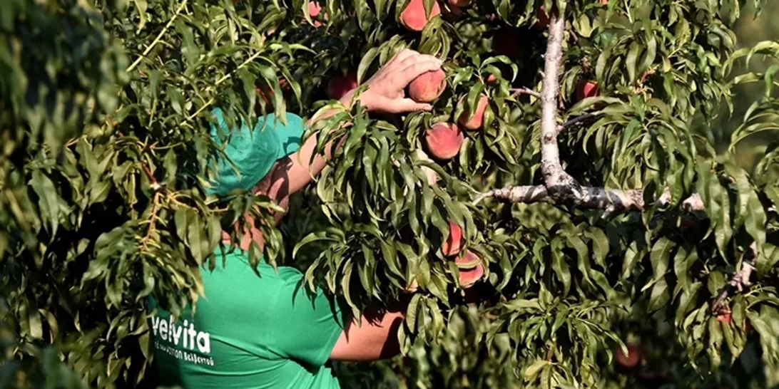 Δύο λέξεις που θα σε κάνουν να τρως (και συ) ροδάκινα κάθε μέρα