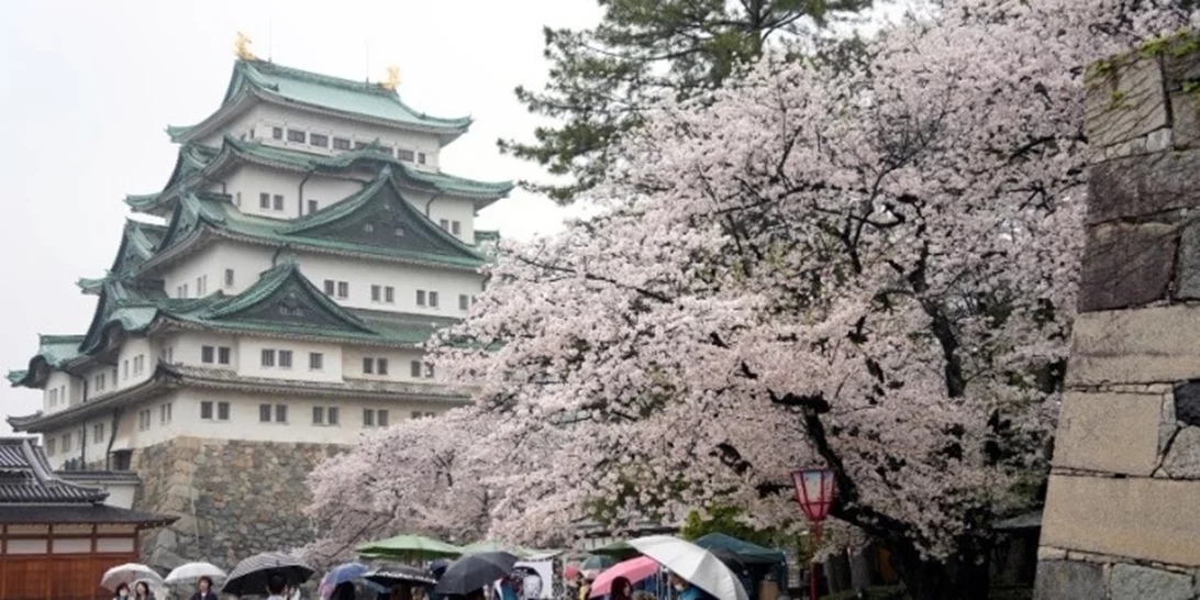 Τουρίστες στις ανθισμένες κερασιές στο Κιότο με τον φακό του Μάρτιν Παρ