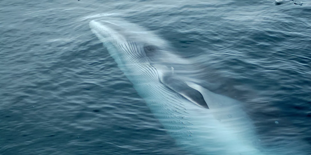 Θλίψη | Νεκρή η νεαρή φάλαινα του Αλίμου - Την εντόπισε το Λιμενικό στη Σαλαμίνα