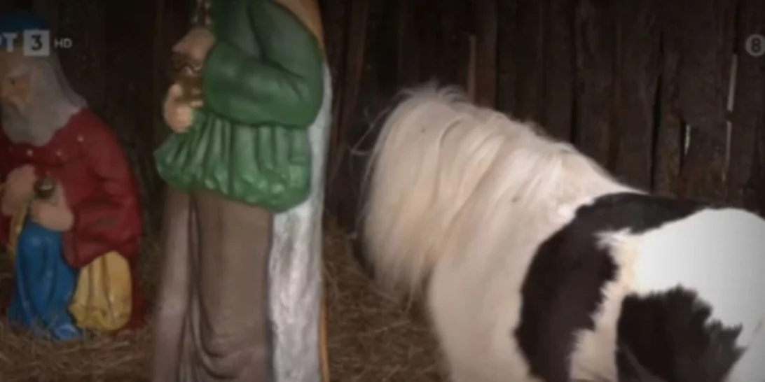 Φάτνες με ζωντανά ζώα, μία ακόμα αχρείαστη παγκόσμια πρωτοτυπία από το Δήμο Βόλου