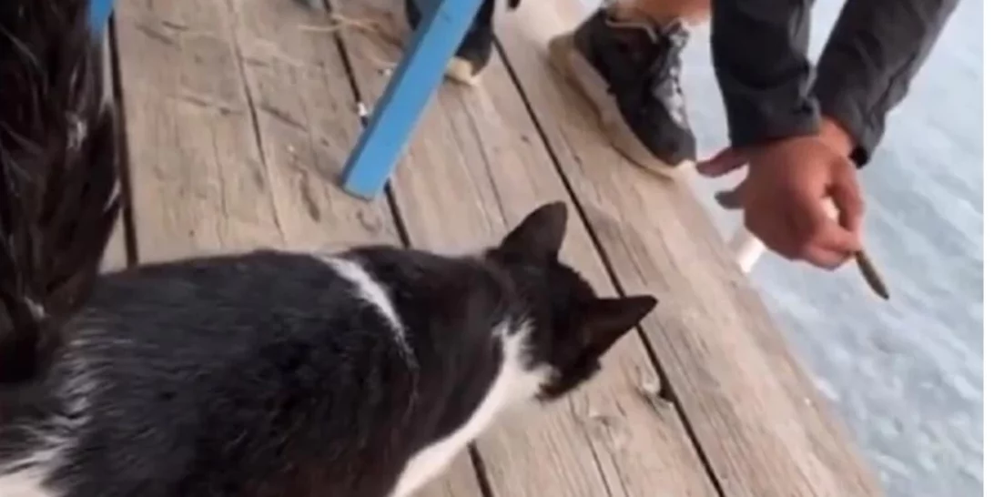 Δικηγόρος 30χρονου στην Αιδηψό | Το γατάκι προσγειώθηκε σε άμμο από πτώση 30 εκατοστών - Χαίρει άκρας υγείας