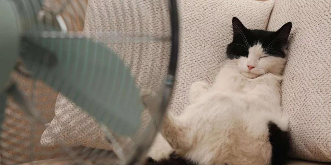 Πώς θα κρατήσεις τη γάτα σου δροσερή στον καύσωνα