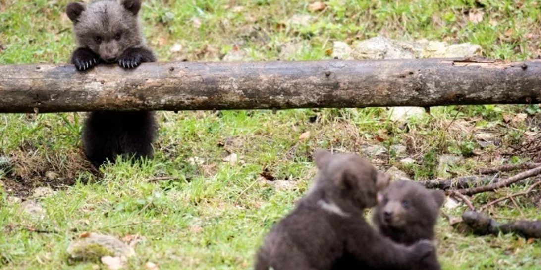 Αρκουδάκια το έσκασαν από ζωολογικό κήπο για να απολαύσουν άφθονο μέλι