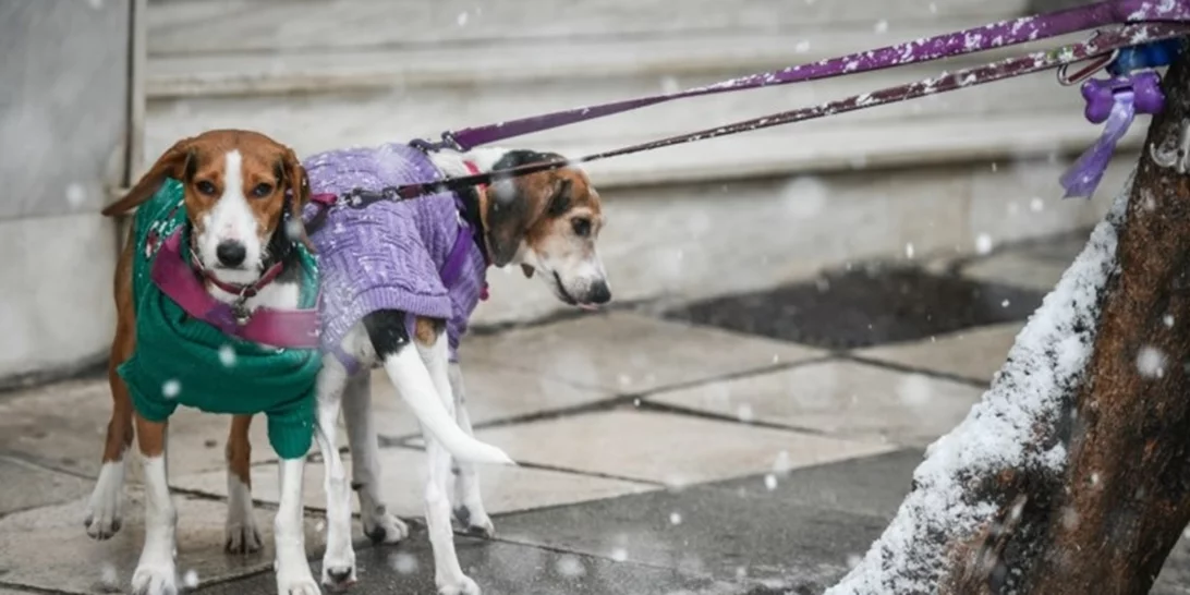 Επιστρέφει ο χειμώνας, προειδοποιεί ο Αρναούτογλου - "Θέλει προσοχή τις επόμενες ημέρες"
