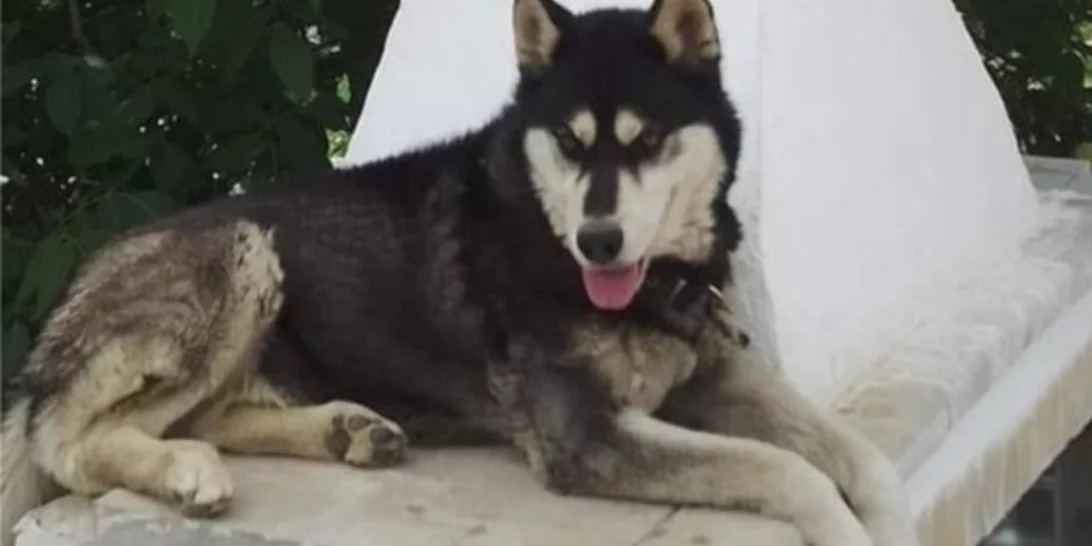 Χάσκι στην Αράχωβα | Το κύμα οργής για τον βασανισμό του ζώου είναι μία ελπίδα ότι κάτι μπορεί να αλλάξει