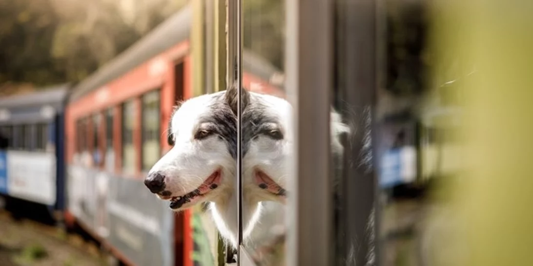 Τραγωδία στα Τέμπη | Σκύλος "φύλακας άγγελος" έσωσε φοιτητές που θα επέβαιναν στο δεύτερο βαγόνι.