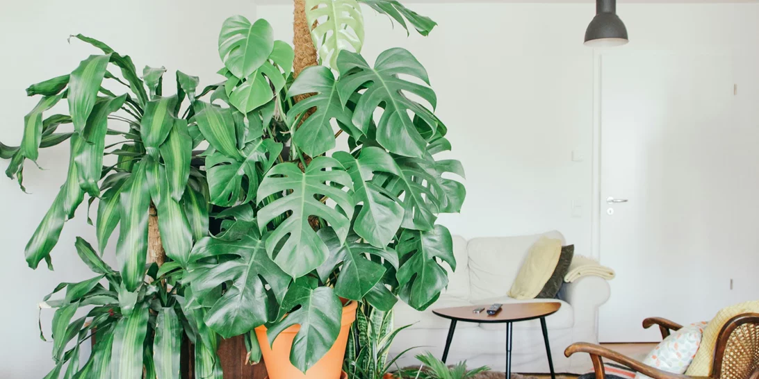 Πώς να κάνεις το σαλόνι σου να δείχνει μεγαλύτερο | 5 tips που πρέπει να ακολουθήσεις