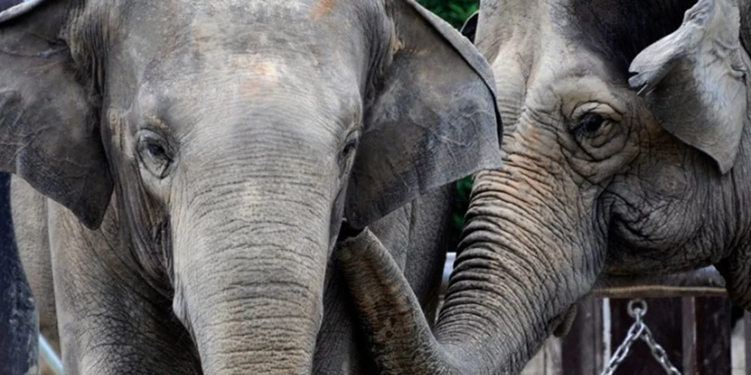 Ινδία | Επτά ελέφαντες σκοτώθηκαν κατά τη σύγκρουση επιβατικού τρένου με κοπάδι