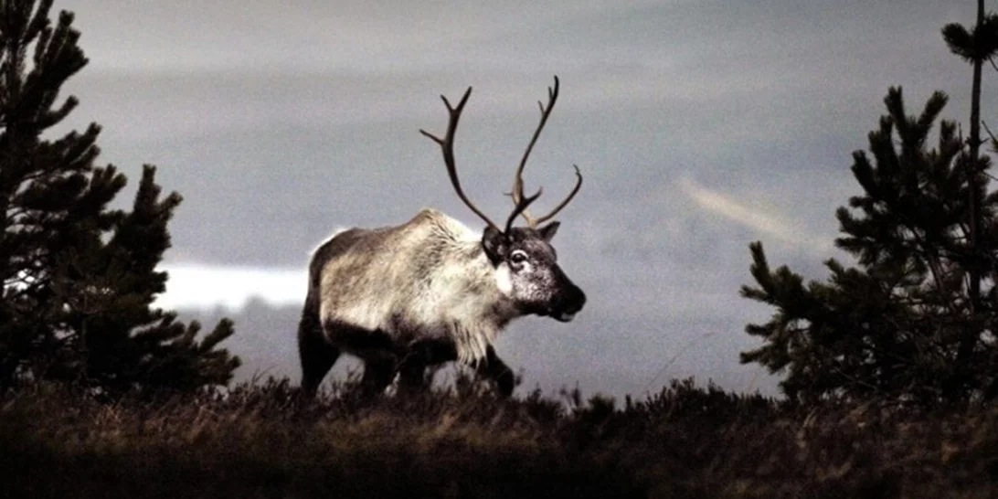 Φινλανδία | Οι τάρανδοι θύματα του κύματος ζέστης