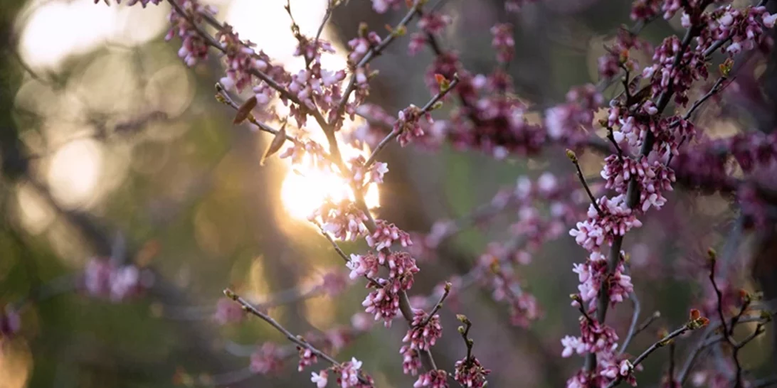 Συνεχίζεται ο ανοιξιάτικος καιρός - Στους 27 βαθμούς θα σκαρφαλώσει ο υδράργυρος, περιορίζεται η σκόνη