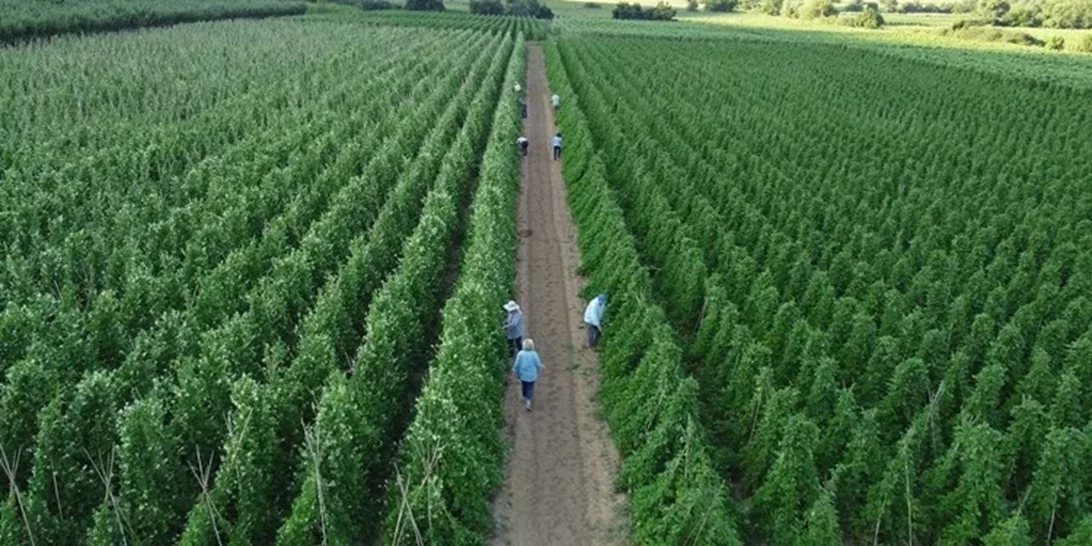 Από το χωράφι στην κουζίνα | Η βιωσιμότητα στο πιάτο μας - Η τάση που αλλάζει τον τρόπο που τρώμε