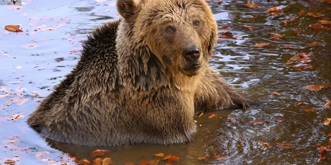 O "Γιωργάκης", ο παππούλης αρκούδος του Αρκτούρου απέκτησε το δικό του διαμέρισμα