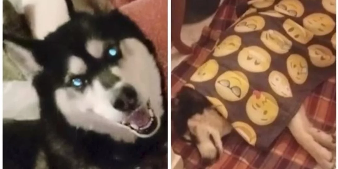 Αράχωβα: Καθηγητής Κτηνιατρικής υποστηρίζει ότι ο Όλιβερ κακοποιήθηκε από άνθρωπο - Πληροφορίες ότι ταυτοποιήθηκε ο δράστης