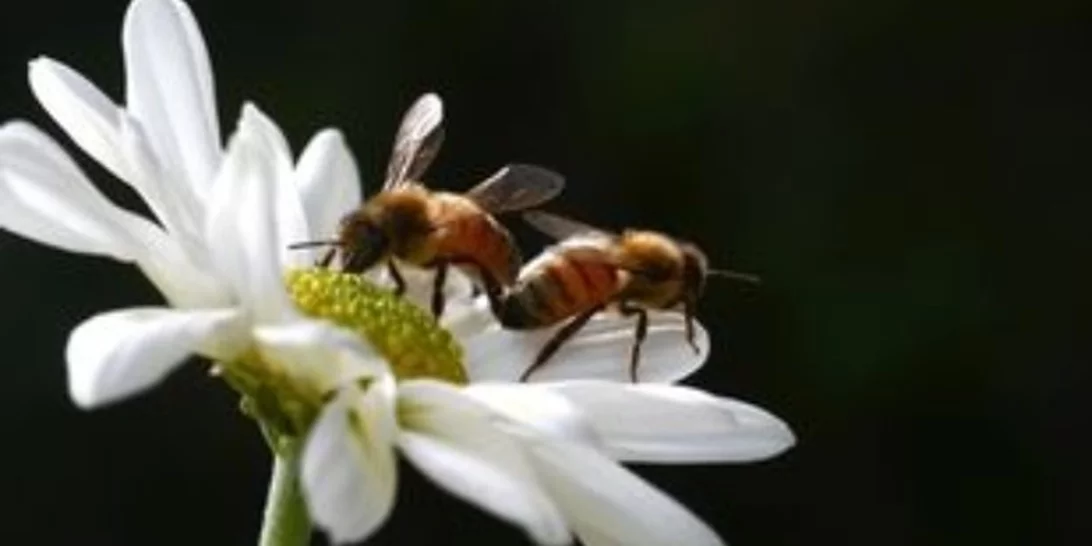 Οι μέλισσες, πηγή πληροφοριών για την υγεία των κατοίκων των πόλεων
