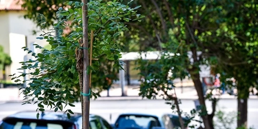 Υπεγράφη η σύμβαση για την προμήθεια 2.975 δέντρων στον Δήμο Αθηναίων