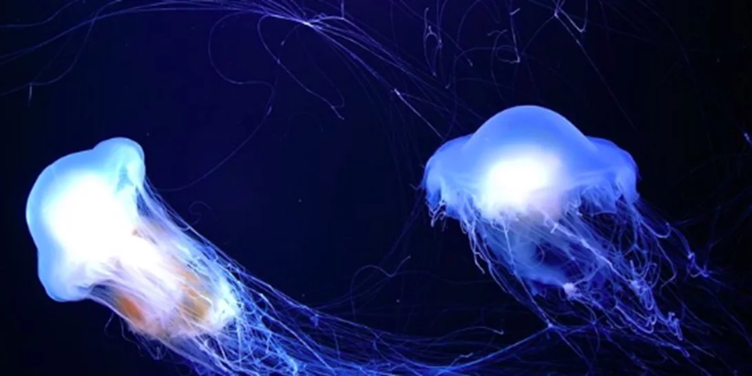 "Δεν μπορείς να περιγράψεις τον πόνο, λες και μου έριξαν βιτριόλι", λέει γυναίκα που τσιμπήθηκε από μωβ μέδουσα