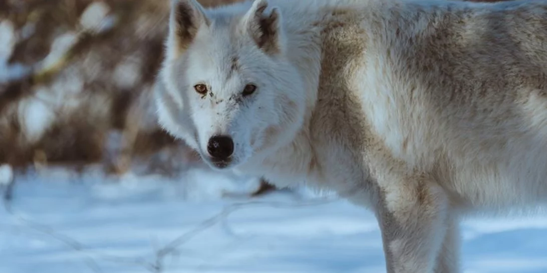 Ο κακός λύκος ανήκει στα παραμύθια αλλά η απανθρωπιά είναι (πέρα για πέρα) αληθινή