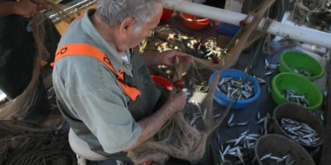 Η σαρδέλα Καλλονής, προς ένταξη στα προϊόντα Προστατευόμενης Ονομασίας Προέλευσης