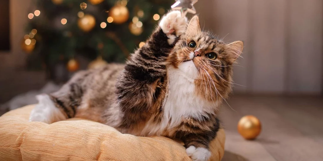 Τι να κάνεις άμα η γάτα σου επιτεθεί στο χριστουγεννιάτικο δέντρο