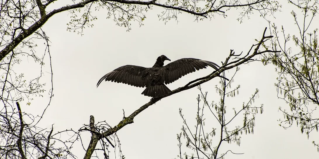 Έβρος | Τα σπάνια πτηνά ψάχνουν τις φωλιές τους στα καμένα