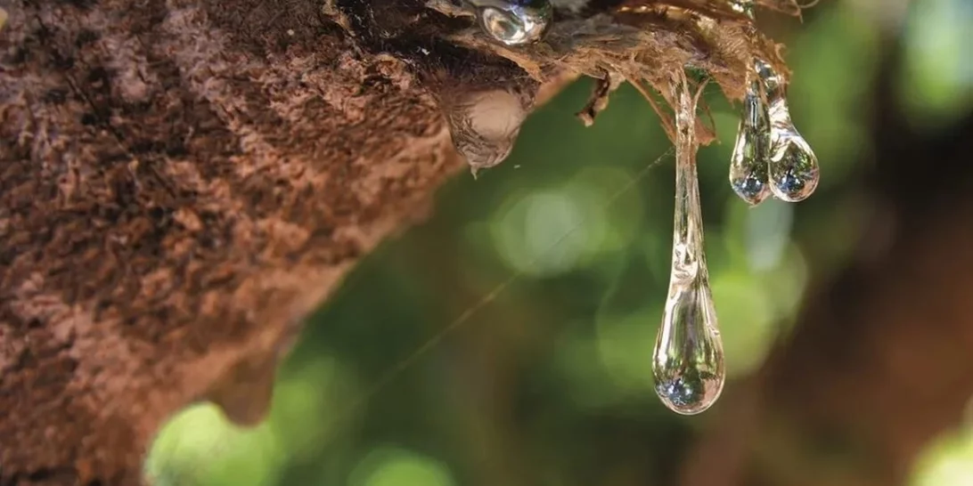 Η μοσχοβολιστή Μαστίχα ενώνει ολόκληρες γενιές