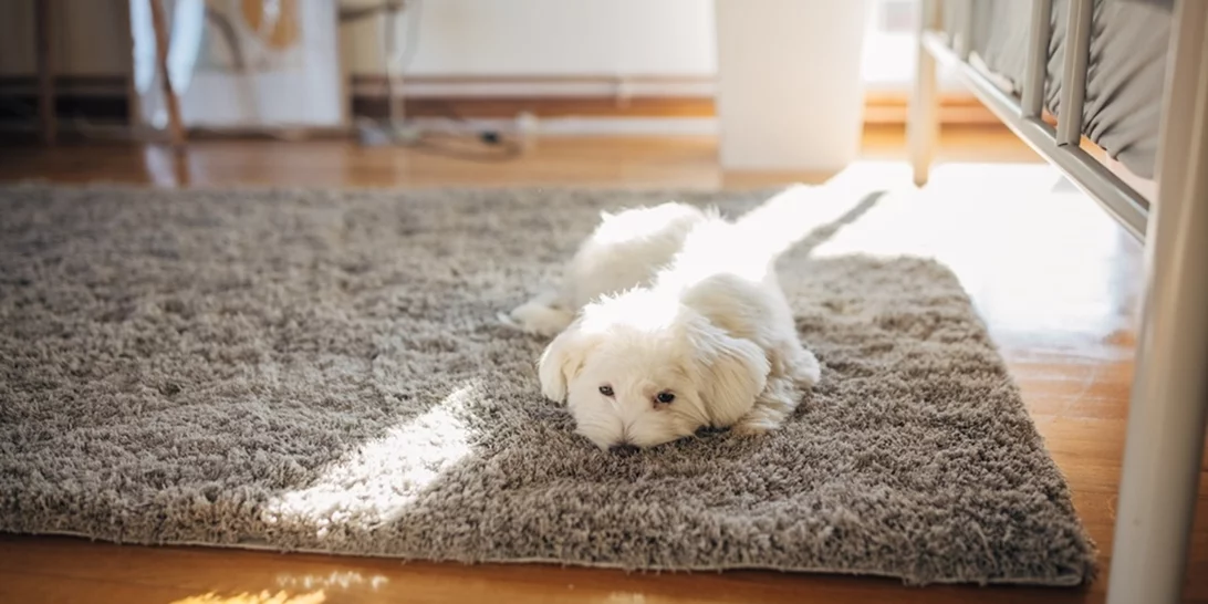 Αν έχεις κατοικίδιο, αυτή η σκούπα πρέπει να μπει στη wishlist σου!