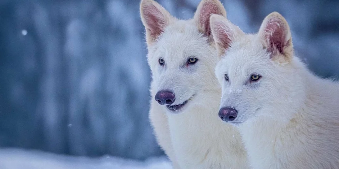 Dire Wolf | Επιστήμονες δημιούργησαν λύκο που εξαφανίστηκε πριν 10.000 χρόνια