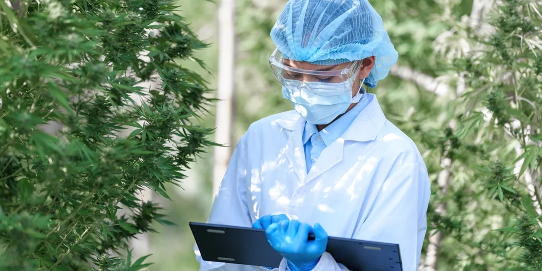 Έρευνα από επιστήμονες του ΕΚΠΑ για να επιβεβαιωθεί η αντικαρκινική δράση της κάνναβης