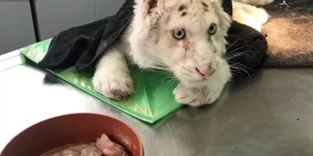 Εγκατέλειψαν λευκό τιγράκι σε κάδο σκουπιδιών έξω από το Αττικό Ζωολογικό Πάρκο