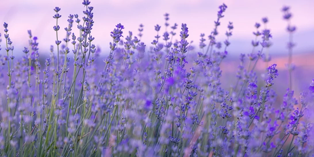 Εορτολόγιο | Ποιος γιορτάζει σήμερα Μεγάλη Πέμπτη
