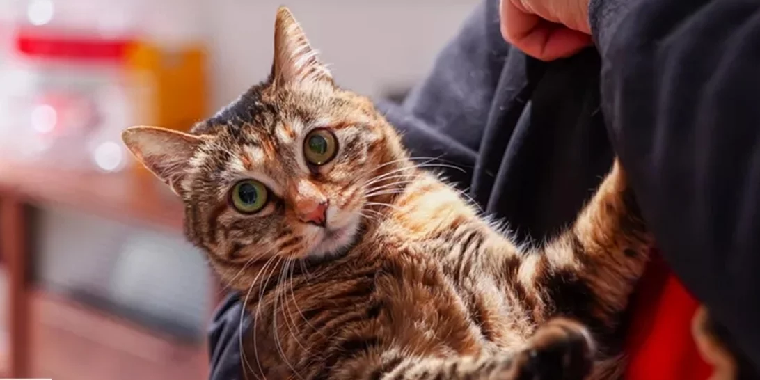 Τρίχες στα ρούχα | Το πιο αποτελεσματικό hack για να γλιτώσεις