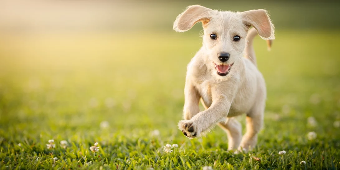 Γιατί χρειάζεται grooming το κατοικίδιό μας;